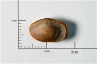 藏品(黄姑魚耳石化石)的圖片